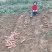 河南确山县瓦岗丘陵地西瓜红红薯