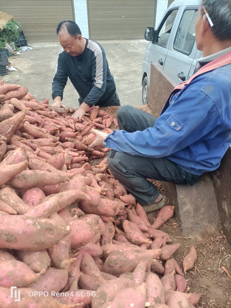 河南确山县瓦岗丘陵地西瓜红红薯