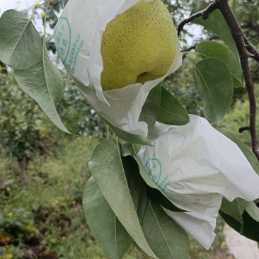 雪花梨