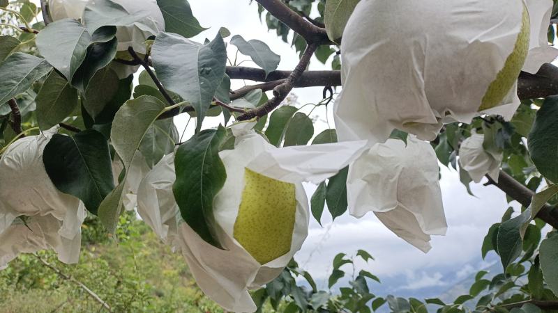 雪花梨