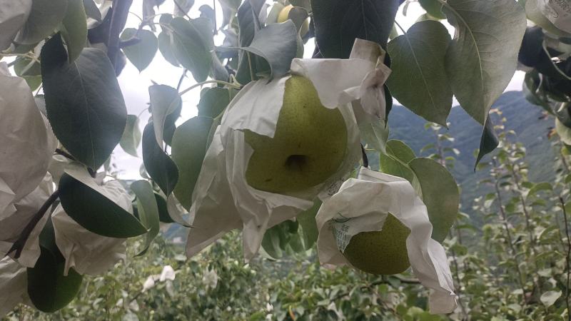 雪花梨