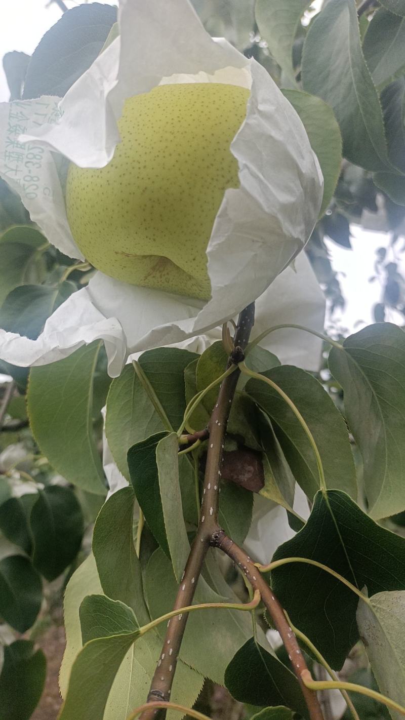 雪花梨