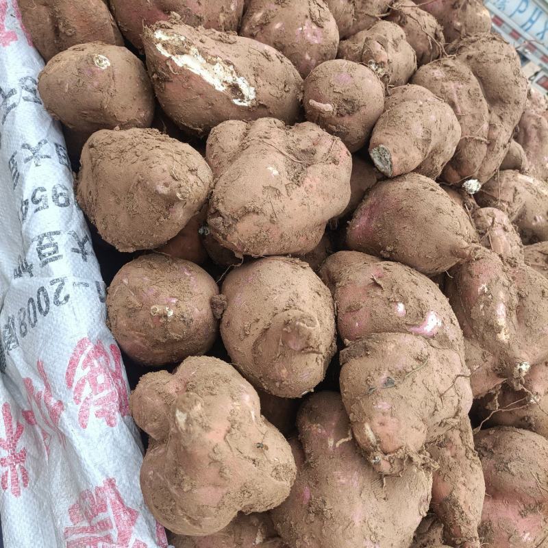 河南确山县瓦岗丘陵地高淀粉红薯