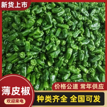 热卖鲜辣椒山东省济南市商河县青椒以大量上市欢迎电联