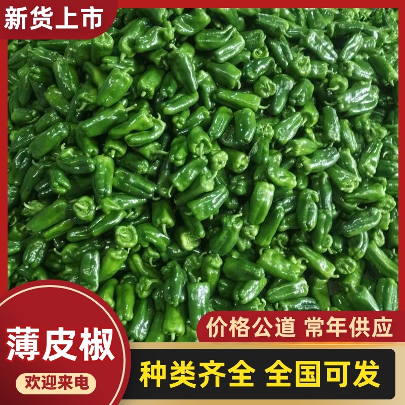 热卖鲜辣椒山东省济南市商河县青椒以大量上市欢迎电联