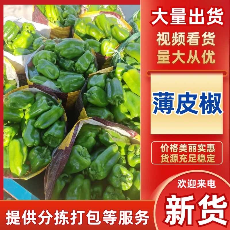 新鲜上市山东济南商河鲜辣椒薄皮椒欢迎进店欢迎电联