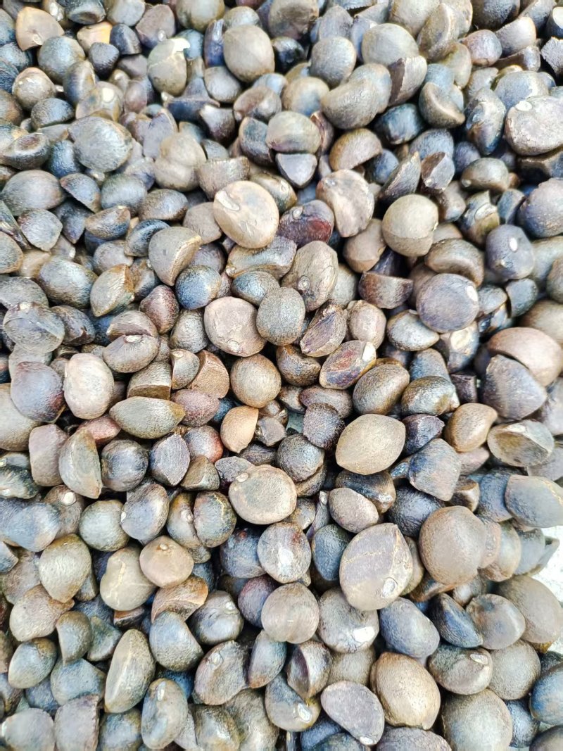 【油茶籽】湖南油茶籽干货无杂志自然晒干货量大全国接单全年有