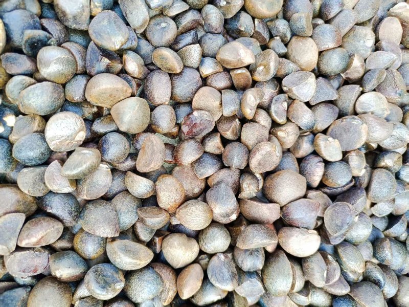 【油茶籽】湖南油茶籽干货无杂志自然晒干货量大全国接单全年有
