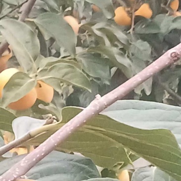 陕西咸阳阳丰脆柿大量有货，一手货源视频看货对接全国