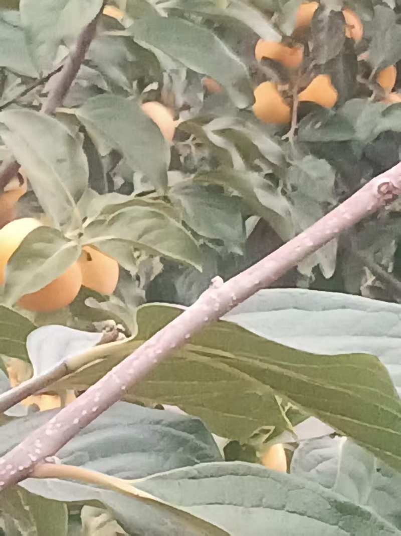陕西咸阳阳丰脆柿大量有货，一手货源视频看货对接全国