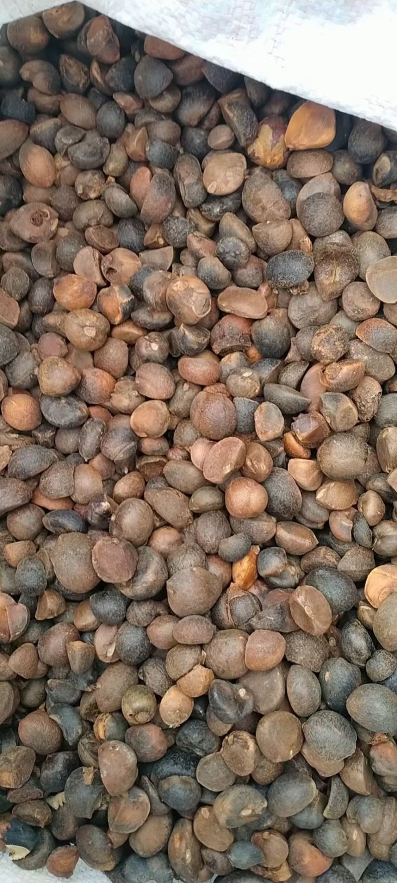 油茶籽99%以上全干野生，希要的联系我