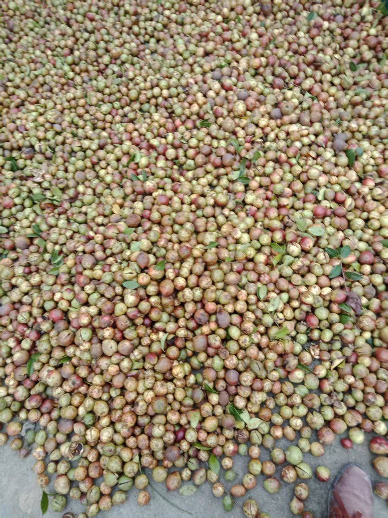油茶籽99%以上全干野生，希要的联系我