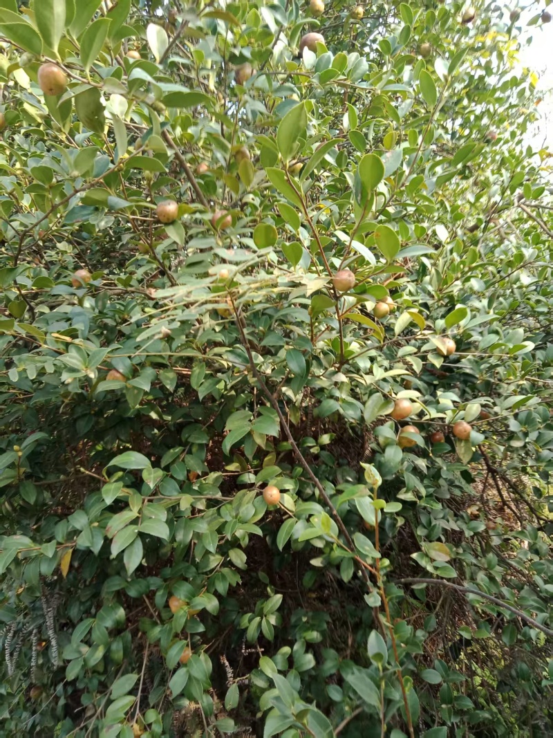 野生茶籽，全干籽诚信买卖，现货二十几吨全干籽上市