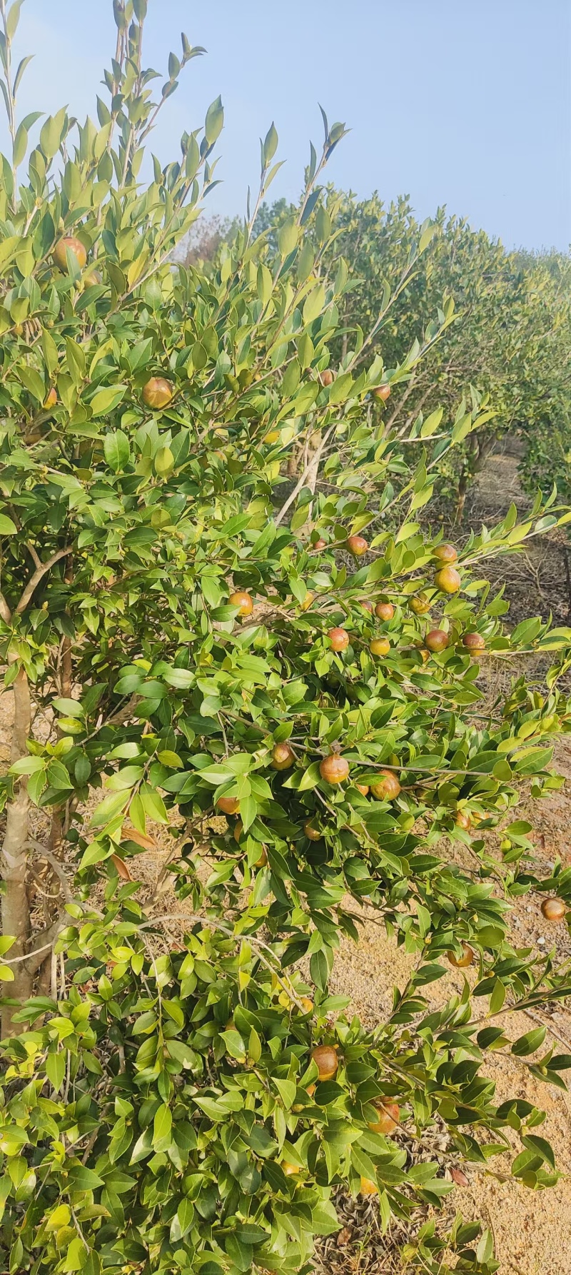 野生茶籽，全干籽诚信买卖，现货二十几吨全干籽上市