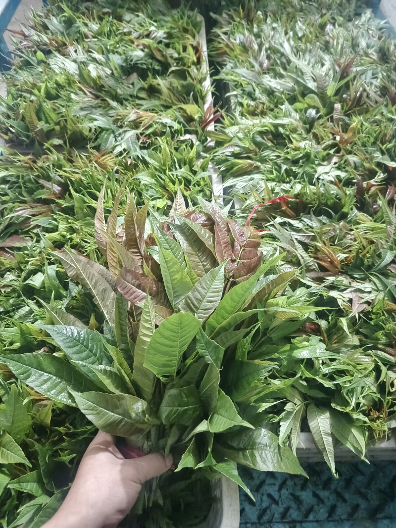 香椿