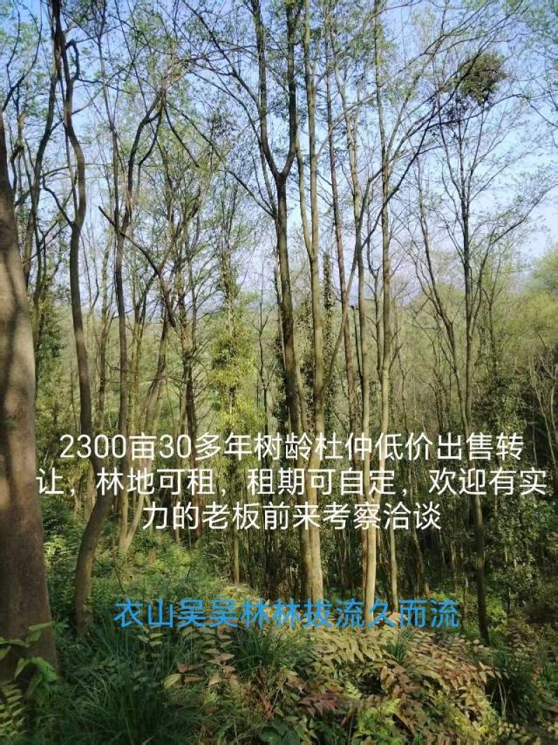 2300亩30年树龄杜仲出售转让林权证营业执照等手续齐全