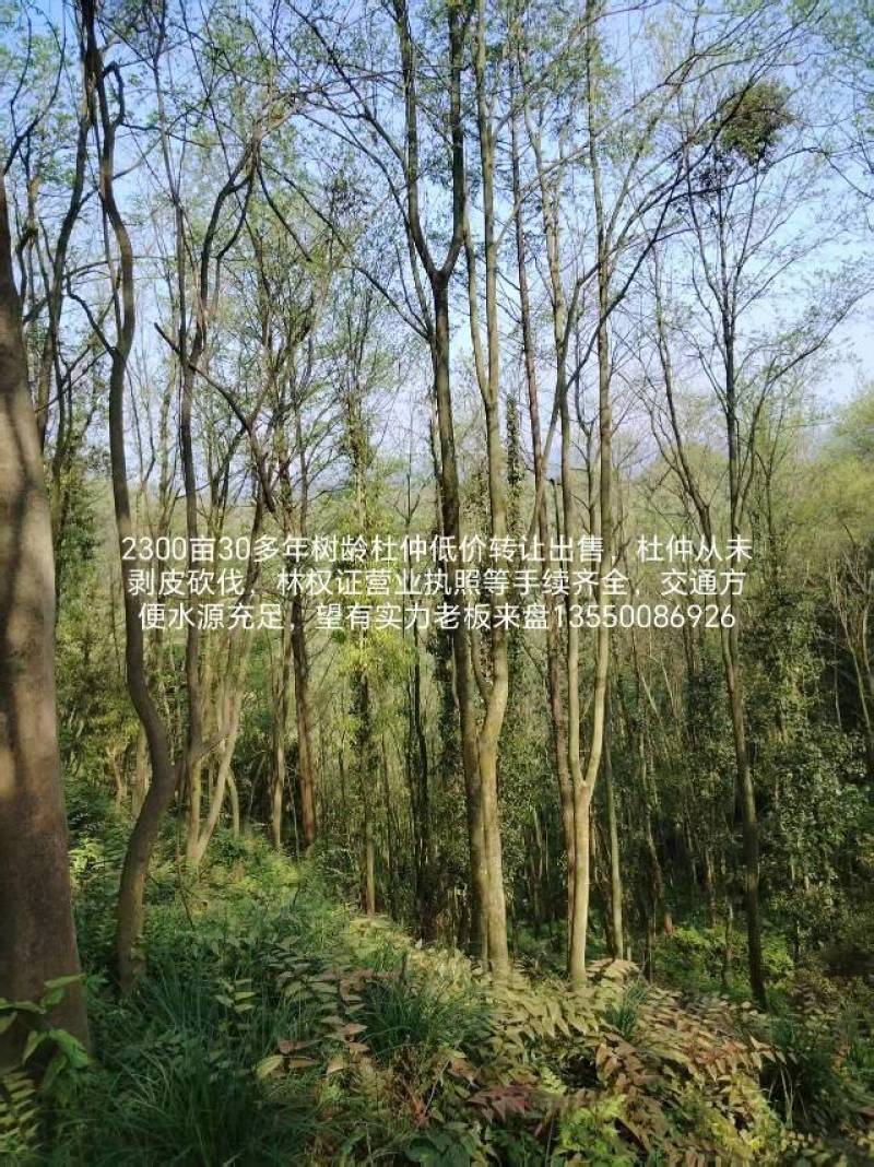 2300亩30年树龄杜仲出售转让林权证营业执照等手续齐全