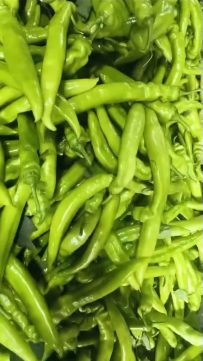 热卖尖椒山东省济南商河县尖椒大量上市，欢迎电联