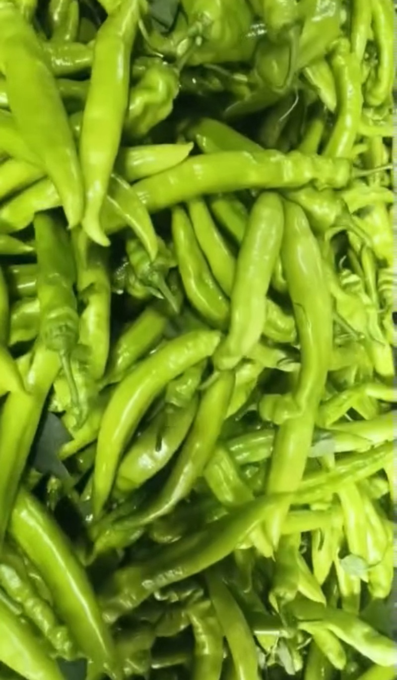 热卖尖椒山东省济南商河县尖椒大量上市，欢迎电联