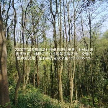 2300亩30年树龄杜仲出售转让林权证营业执照等手续齐全