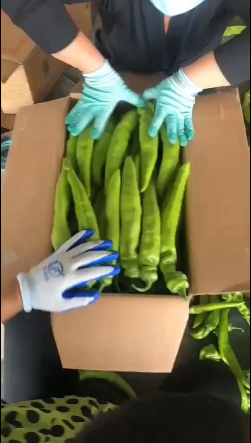 热卖尖椒山东省济南商河县尖椒大量上市，欢迎电联
