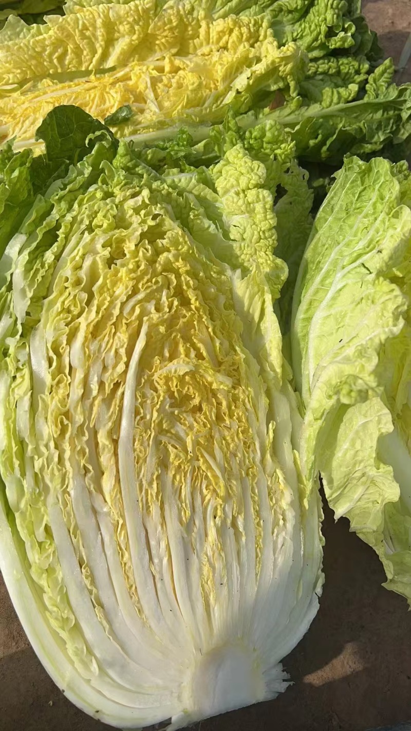 推荐靖远县大白菜黄心白菜产地直供量大从优实力代发