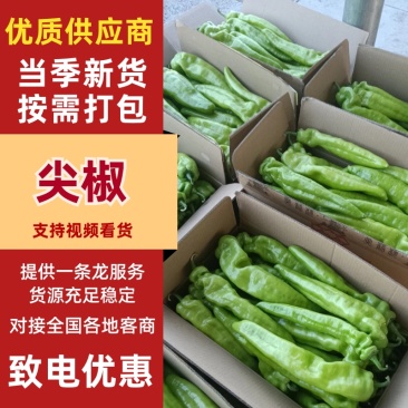 热卖尖椒山东省济南商河县尖椒大量上市，欢迎电联