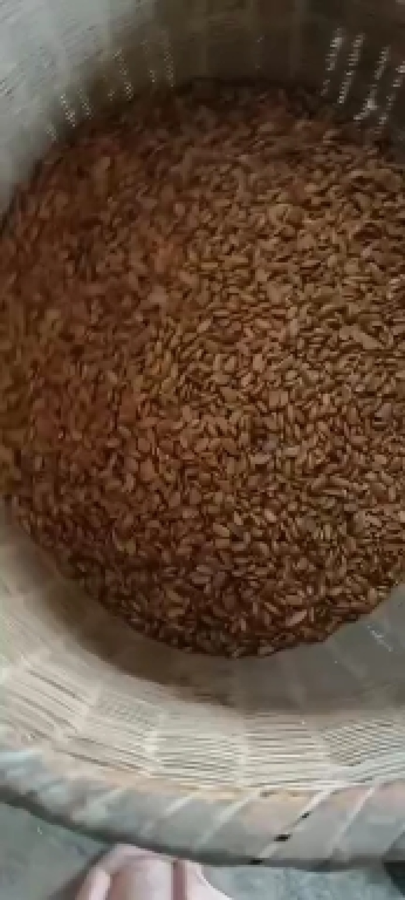 金蛋子种子