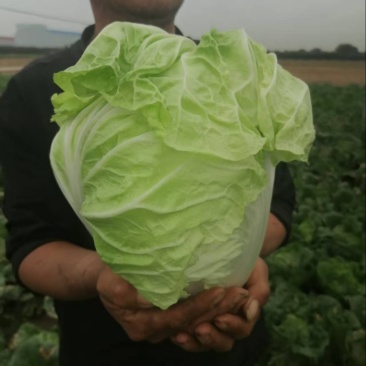 大白菜产地直销量大质优全国发货一站式服务