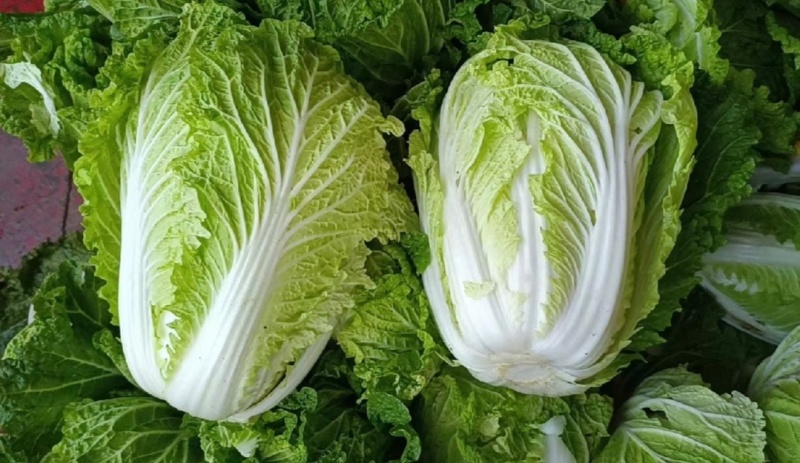 推荐靖远县大白菜黄心白菜产地直供量大从优实力代发