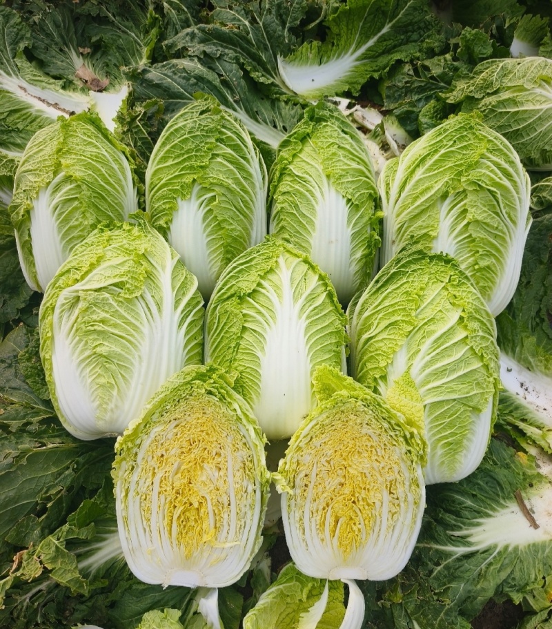 推荐靖远县大白菜黄心白菜产地直供量大从优实力代发