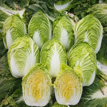推荐靖远县大白菜黄心白菜产地直供量大从优实力代发