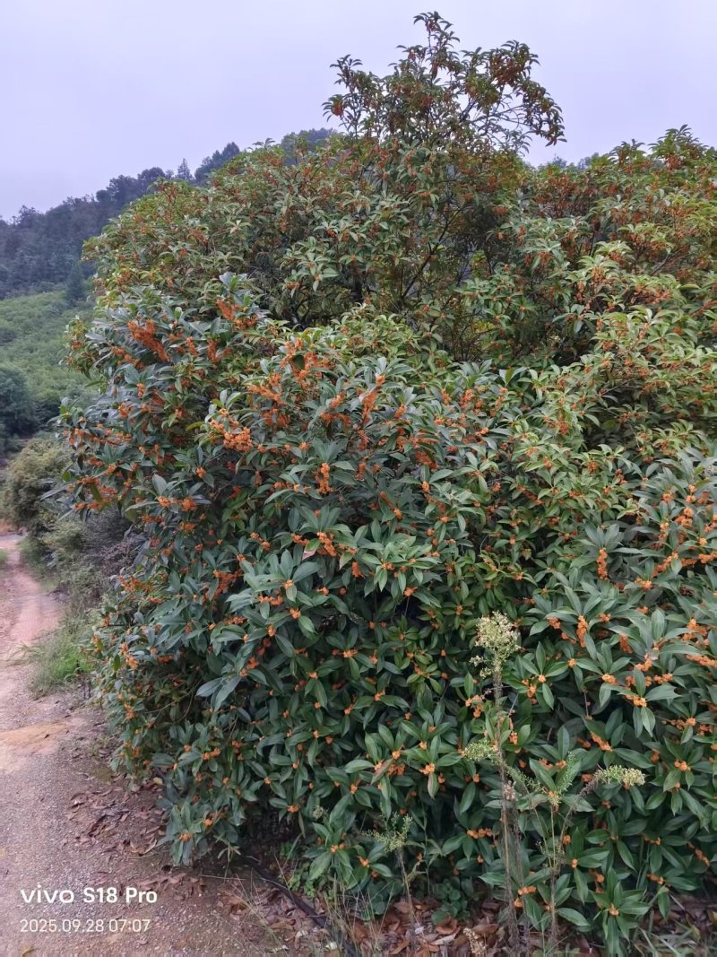 干桂花瓣干桂花红，大量上市质优价廉发货迅速欢迎选购干桂花