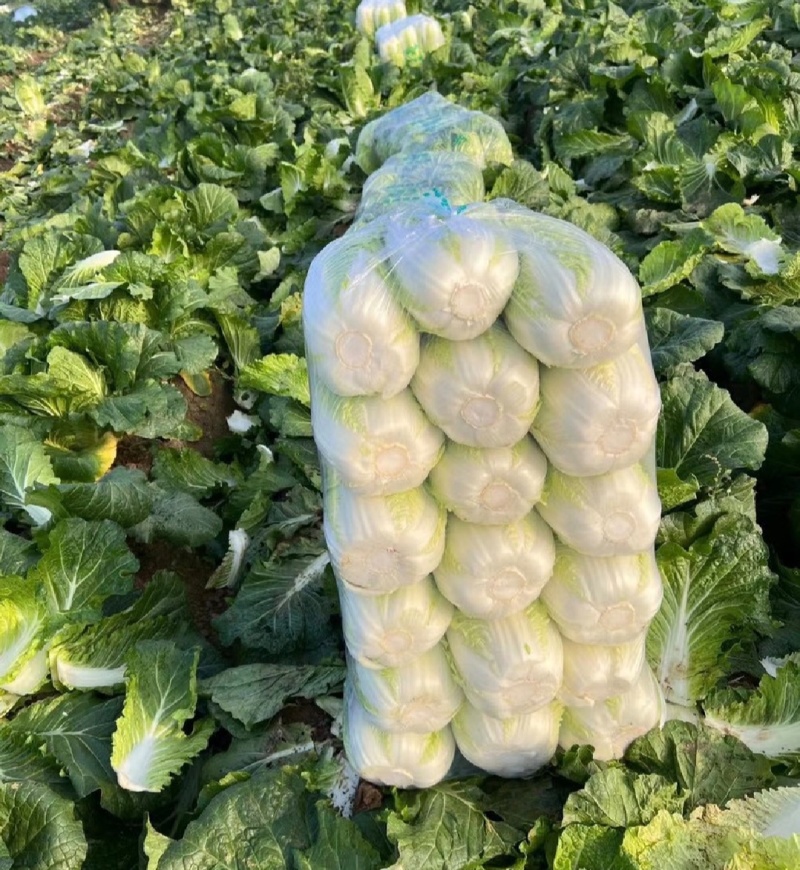 推荐靖远县大白菜黄心白菜产地直供量大从优实力代发