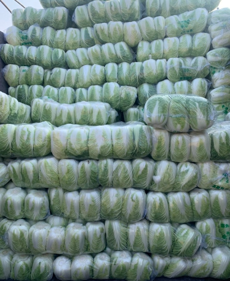 推荐靖远县大白菜黄心白菜产地直供量大从优实力代发