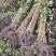 黑龙江黑加仑苗大量接单产地直发量大从优欢迎来电