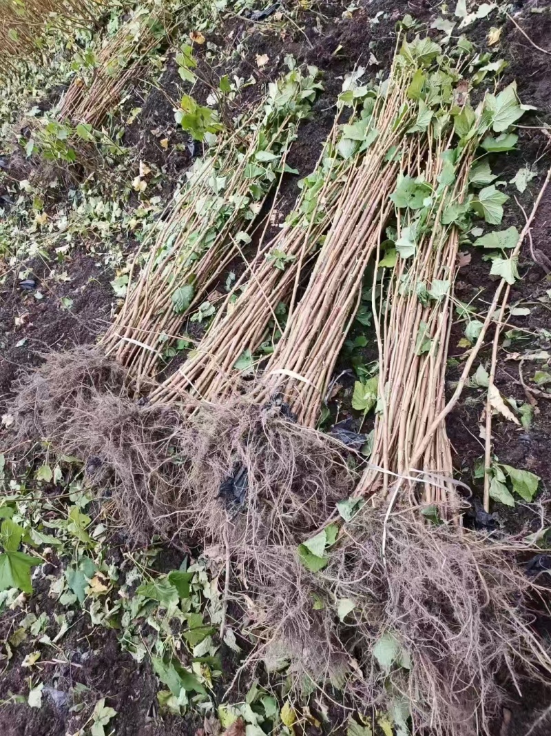 黑龙江黑加仑苗大量接单产地直发量大从优欢迎来电