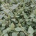 新鲜上市紫苏叶欢迎电话咨询无杂质量大从优