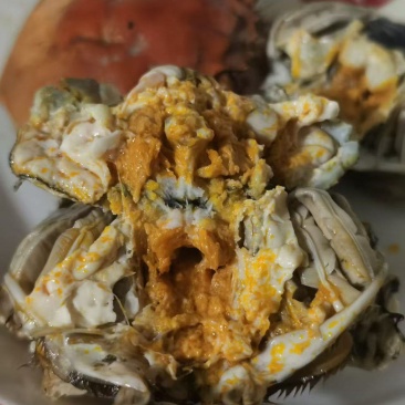 黄河大闸蟹，单子重2/4两，满壳满黄。母的多，通货出。