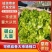 精品儿菜多子菜儿仔代发全国一手货源产地直发