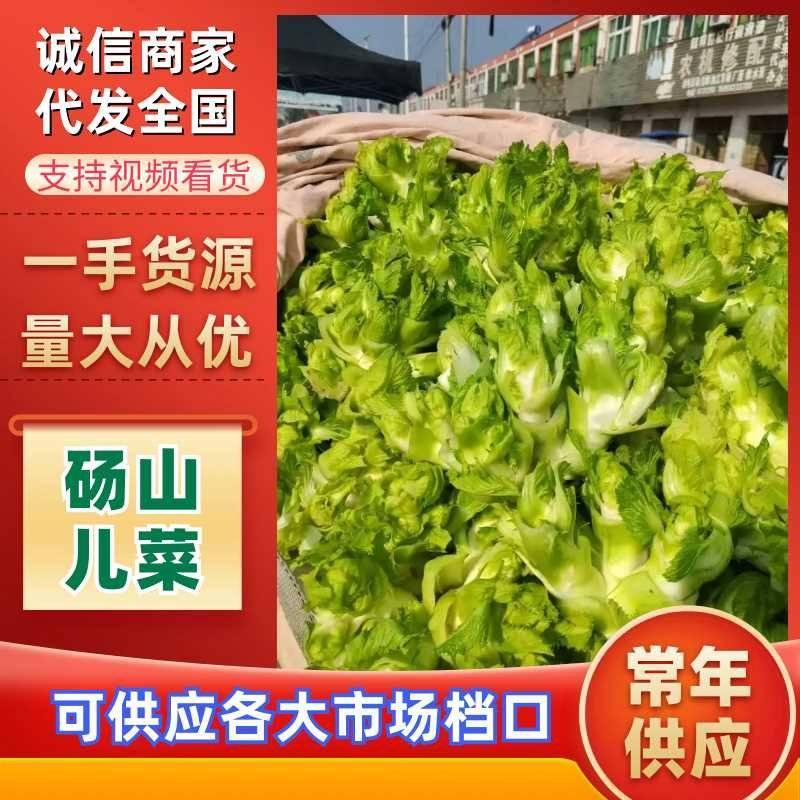 精品儿菜多子菜儿仔代发全国一手货源产地直发