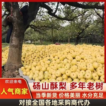 砀山百年梨树王核小无渣脆甜多汁供应市场电商商超零售