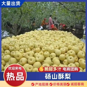 安徽砀山酥梨脆甜多汁规格齐全对接市场电商商超