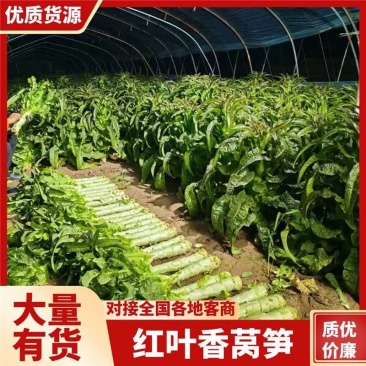 安徽红叶香莴笋青皮青肉供市场电商商超零售社区团购