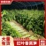 安徽红叶香莴笋青皮青肉供市场电商商超零售社区团购