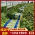 安徽红尖叶莴苣青皮莴笋供市场电商商超社区团购