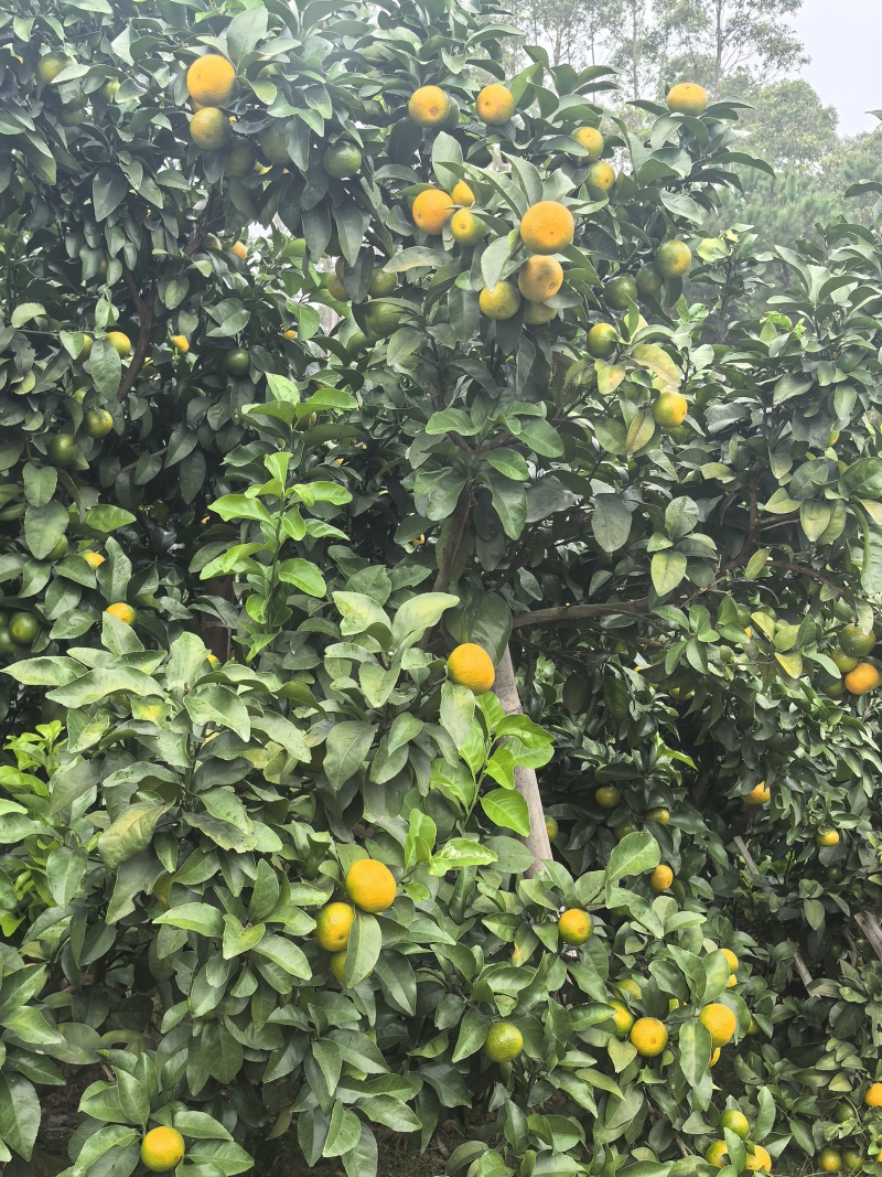 广西桂林金秋砂糖橘