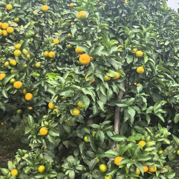 广西桂林金秋砂糖橘