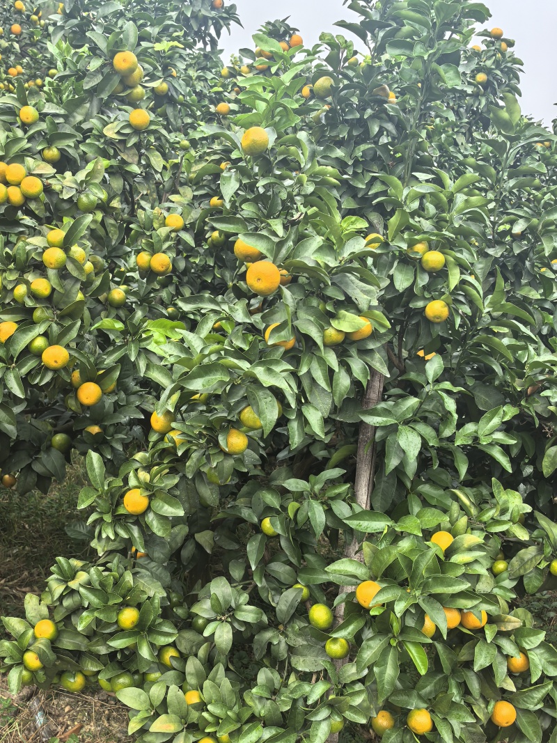 广西桂林金秋砂糖橘