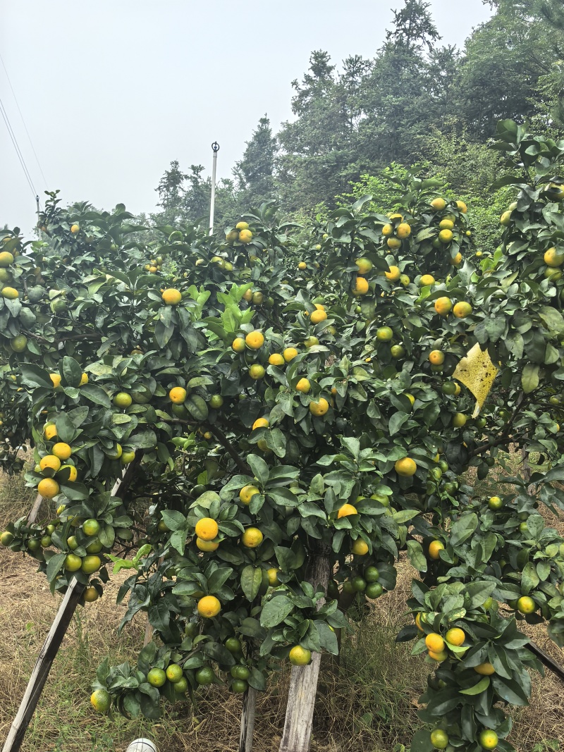 广西桂林金秋砂糖橘